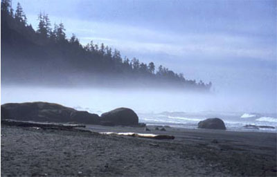 Fog clings between coniferous tree-line and sandy beach featuring large rocks.